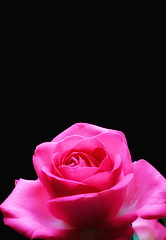 Image showing Rose, flower and romance in studio for valentines day, sustainability and black background. Plant, petals and mockup space for nature, bloom and celebration of love for anniversary and decoration