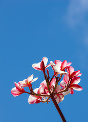 Image showing Flowers, sky and plant outdoor for nature, spring and garden in environment for bud and bloom for petal. Plumeria, grow and blossom for season in summer outdoor for earth, mother nature and eco