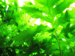 Image showing Plants, growth and strawberry leaves for farming, agriculture or nature background in harvesting season. Closeup of fruit leaf with water drops for sustainability, green or eco friendly gardening