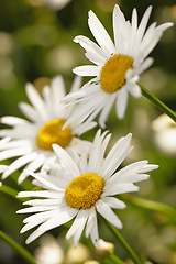 Image showing Flower, daisy and ecology in outdoors for sustainability, horticulture and conservation of meadow. Plants, closeup and growth in nature of countryside, ecosystem and botany for environment on travel