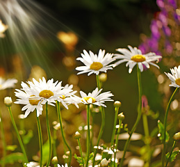 Image showing Flower, daisy and ecology in nature for sustainability, horticulture and conservation of meadow. Plants, garden and growth in outdoors of countryside, ecosystem and botany for environment on travel