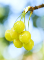Image showing Plants, growth and grapes for farming, nature and vineyard with harvesting season for winery production. Closeup of fruits on branch for sustainability, food and organic or eco friendly gardening