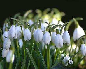 Image showing Flower, snowdrop and ecology in outdoors for sustainability, horticulture and peaceful in meadow. Plants, field and growth in nature of countryside, ecosystem and botany for environment on travel