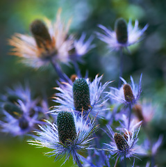 Image showing Flower, purple and ecology in outdoors for sustainability, horticulture and conservation of meadow. Plants, closeup and growth in nature of countryside, ecosystem and botany for environment on travel