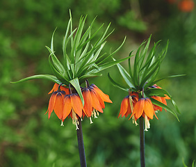 Image showing Flower, lilies and ecology in outdoors for sustainability, horticulture and conservation of meadow. Plants, garden and growth in nature of countryside, ecosystem and botany for environment on travel