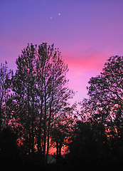 Image showing Forest, night and trees with silhouette, environment and nature with beauty and plants. Landscape, empty and sunset with woods and eco friendly with growth and agriculture with ecology and outdoor