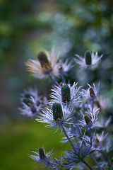 Image showing Flower, purple and ecology in nature for sustainability, horticulture and conservation of meadow. Plants, closeup and growth in garden of countryside, ecosystem and botany for environment on travel