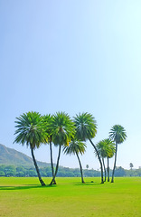 Image showing Nature, field and environment with trees, sunshine or grass with spring or ecology with growth. Empty, fresh air or countryside with landscape or eco friendly with plants or earth with field or green