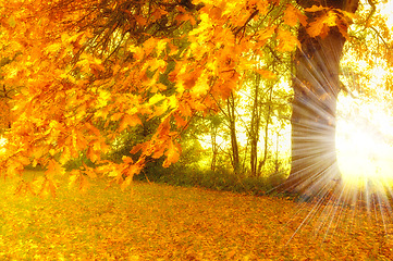 Image showing Lens flare, forest and trees with sunshine, environment and eco friendly with growth or plants. Empty, autumn or fresh air with grass or natural with woods or countryside with ecology or landscape