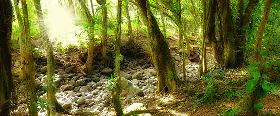 Image showing Forest, nature and environment with trees, bark and grass with spring and ecology with branches. Empty, fresh air and countryside with landscape and earth with plants or growth with field and green