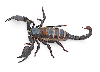 Image showing Scorpion, predator and dangerous insect with stinger, tail or venom on a white studio background. Closeup of creepy wildlife creature, animal or killer with pinchers of venomous bug on mockup space