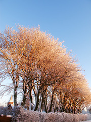 Image showing Trees, forest and winter snow or environment with cold weather in countryside nature, branches or freezing. Woods, plants and climate in Canada with ecology foliage or rural location, outdoor or ice