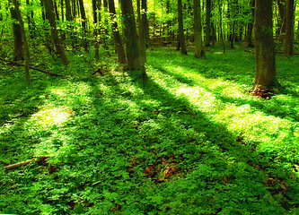 Image showing Trees, forest and moss in nature environment on ground or leaves in summer sunlight or explore, agriculture or growth. Plants, foliage and branches with ecology in tropical woods, grass or outdoor