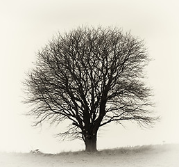 Image showing Tree, branches and nature field in winter with no leaves for outdoor agriculture or foliage, countryside or ecology. Plants, grass and land in autumn on farmland in England or cold, season or climate