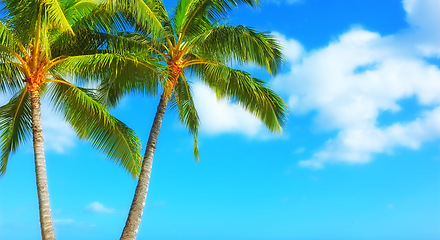 Image showing Palm tree, blue sky and tropical holiday for adventure in Maldives or summer, vacation or outdoor. Plants, environment and traveling relax with sunlight for island paradise or trip, resort or break