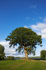 Image showing Countryside, forest or trees with sunshine, blue sky or sustainability with growth or environment. Empty, plants or fresh air with grass or natural with earth or eco friendly with clouds or landscape