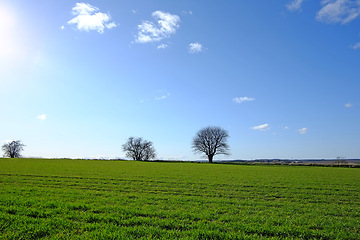 Image showing Blue sky, field or landscape of countryside with grass, agro farming or plant growth in nature. Background, travel or environment with horizon, lawn or natural pasture for meadow, crops or ecology