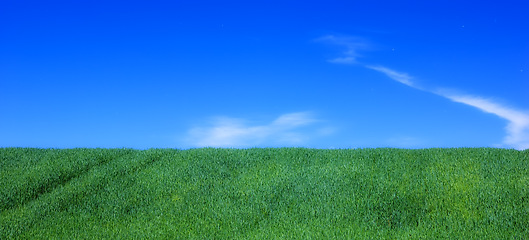 Image showing Sky, space and field with landscape of grass, agro farming and outdoor plant growth in summer. Background, botanical and mockup of environment, lawn or natural pasture for crops and ecology in nature