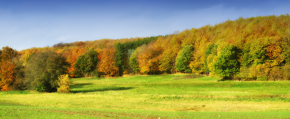 Image showing Landscape, fields and forest with countryside for trees, agro farming and plant growth in nature. Background, environment and autumn with horizon, green lawn or natural pasture for grass in the woods