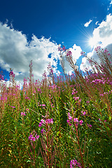 Image showing Growth, field and meadow with flowers, agro farming and plants for sustainable environment in nature. Background, willow herb and low angle of countryside crops, sky and natural pasture for ecology