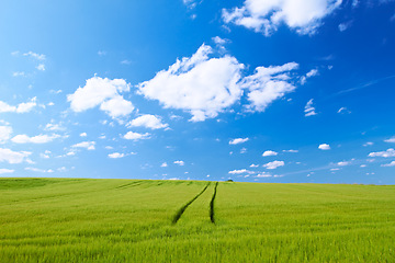 Image showing Blue sky, clouds and field at countryside with farm, sustainability and garden landscape in spring. Nature, environment and green grass for eco friendly, growth and horizon with lawn on earth