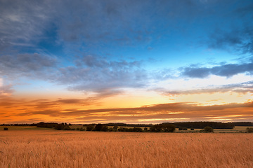 Image showing Land, grass and wheat growth for farming, agriculture and sustainability in countryside or environment with sunset. Empty field with clouds in sky and plants for rice or cereal production in nature