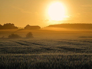 Image showing Landscape, sunset and environment with wheat field, sky and nature for travel in countryside. Plant, grain and crops with horizon for natural background, sun and agriculture for sustainability