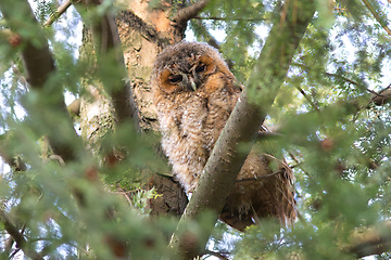 Image showing young curious tawny owl