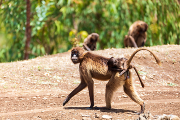 Image showing Endemic Gelada, Theropithecus gelada, in Simien mountain, Ethiopia wildlife