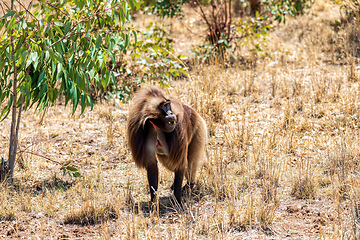 Image showing Endemic Gelada, Theropithecus gelada, in Simien mountain, Ethiopia wildlife