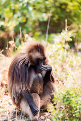 Image showing Endemic Gelada, Theropithecus gelada, in Simien mountain, Ethiopia wildlife