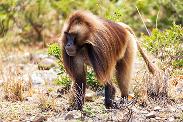 Image showing Endemic Gelada, Theropithecus gelada, in Simien mountain, Ethiopia wildlife