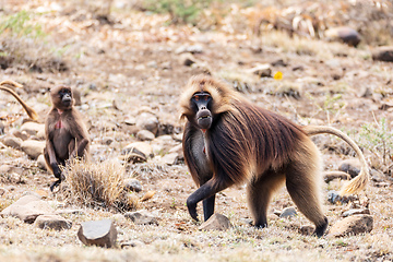 Image showing Endemic Gelada, Theropithecus gelada, in Simien mountain, Ethiopia wildlife