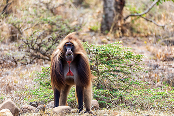 Image showing Endemic Gelada, Theropithecus gelada, in Simien mountain, Ethiopia wildlife