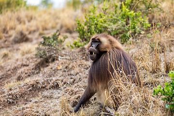 Image showing Endemic Gelada, Theropithecus gelada, in Simien mountain, Ethiopia wildlife