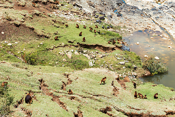 Image showing Endemic Gelada, Theropithecus gelada, in Simien mountain, Ethiopia wildlife