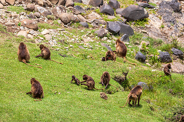 Image showing Endemic Gelada, Theropithecus gelada, in Simien mountain, Ethiopia wildlife