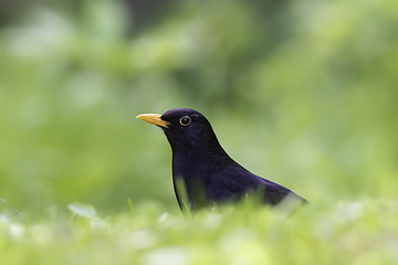 Image showing beautiful male Turdus merula on green lawn