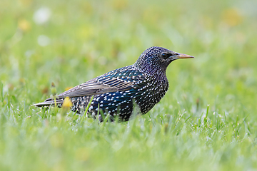 Image showing beautiful starling in mating season