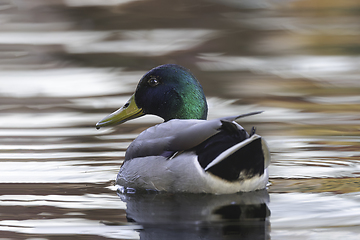 Image showing colorful large mallard drake on water surface