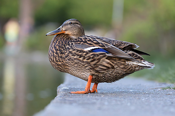 Image showing colorful mallard hen standing near the duck pond