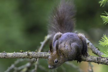 Image showing cute wild european squirrel