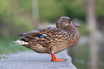 Image showing female mallard standing near the duck pond
