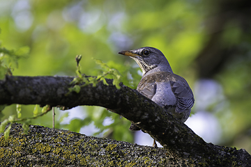 Image showing fieldfare hiding in the tree