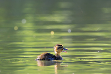 Image showing tiny mallard duckling on pond