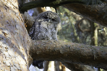 Image showing young curious tawny owl un in a pine