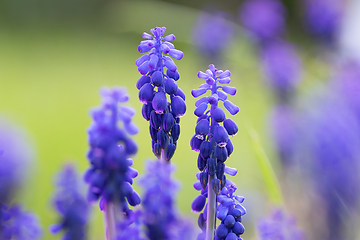 Image showing azure grape hyacinth in full bloom