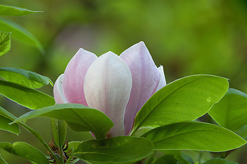 Image showing beautiful magenta magnolia flower