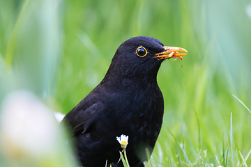 Image showing closeup of male common blackbird