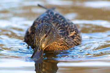 Image showing cute female mallard on water surface